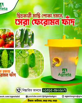 Pheromone fad - ফেরোমন ফাঁদ