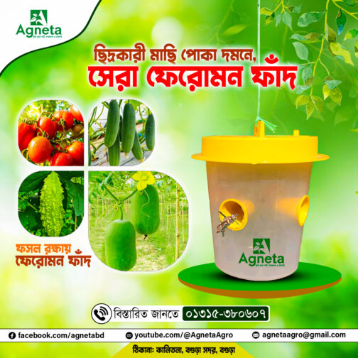 Pheromone fad - ফেরোমন ফাঁদ