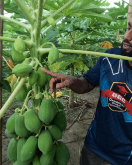 বেস্ট লেডি (Best Lady F1 Hybrid Papaya) পেঁপে চারা – দ্রুত ফলনশীল ও রোগমুক্ত জাত