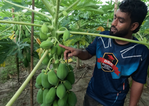 বেস্ট লেডি (Best Lady- F1 Hybrid Papaya) Best ফলন, Best মুনাফা -পেঁপে বীজ - Image 3
