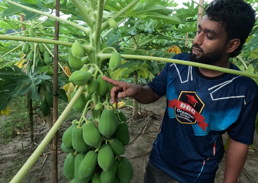 বেস্ট লেডি (Best Lady- F1 Hybrid Papaya) Best ফলন, Best মুনাফা -পেঁপে বীজ - Image 3