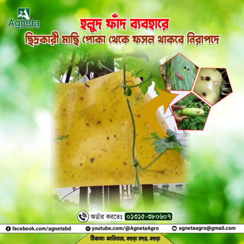 হলুদ আঠালো ফাঁদ - Yellow Sticky Trap ( ৮ x ১২ ইঞ্চি )